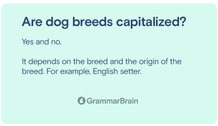 Are Dog Breeds Capitalized? (Grammar Rules + Examples) | GrammarBrain