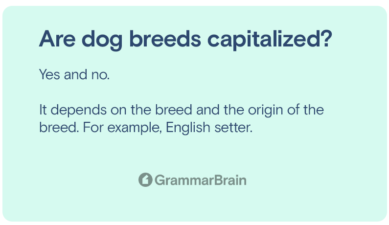 Are dog breeds capitalized?
